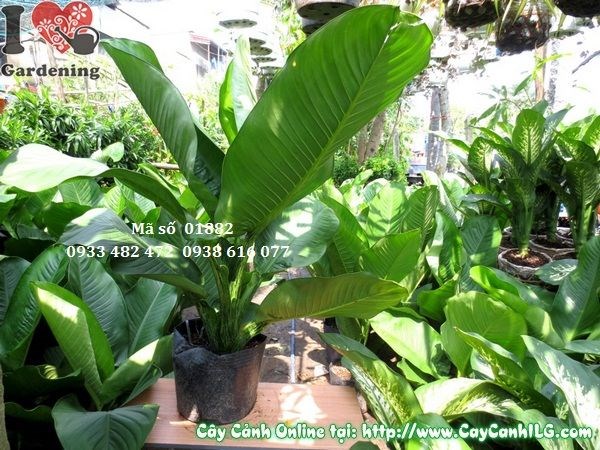 Cây đại phú cao 1m lá xanh bóng đẹp – cung cấp sỉ lẻ tại ILG