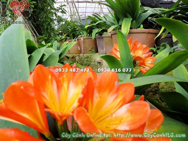 Cây Đại Quân Tử trồng trong chậu trang trí nội thất