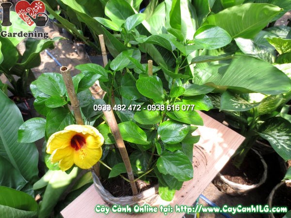 Cây dâm bụt mỹ cao 35cm – hàng rào hoa rực rỡ