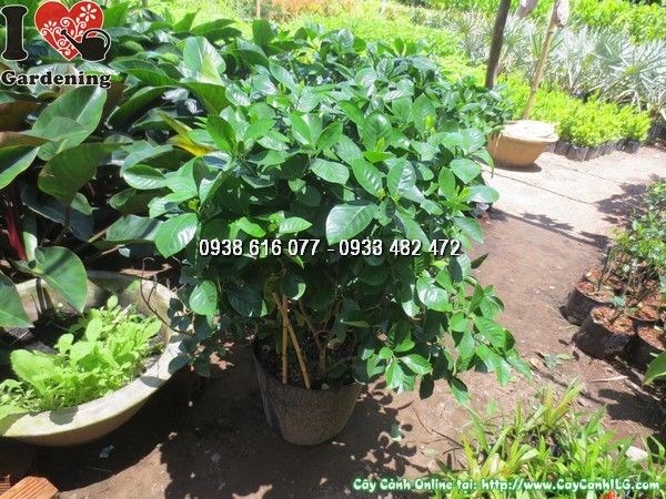 Hoa dành dành trắng thơm nức nở trên cây