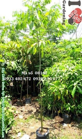 Cây dầu giống cao 2,5m Ms 08142 - cây bóng mát công trình ILG