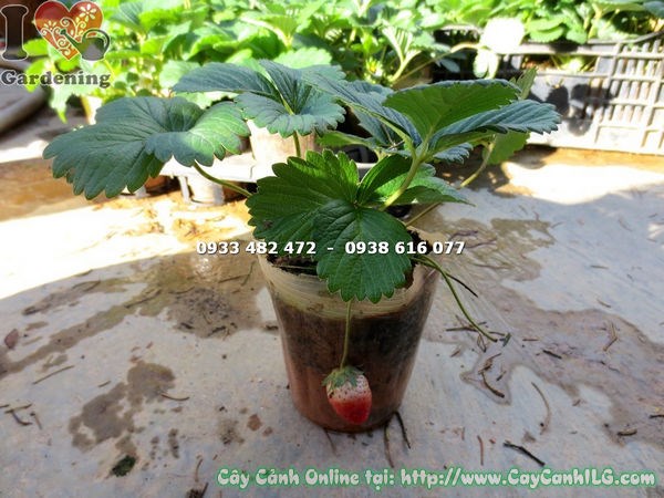 cây dâu tây có trái cao 20cm trồng chậu trang trí ban công