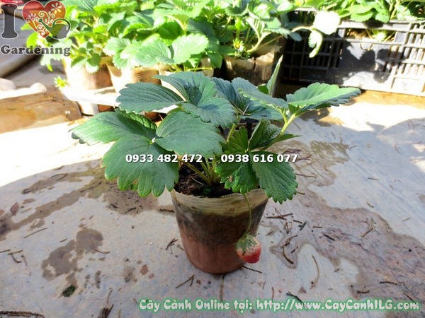 cây dâu tây giống sai trái đẹp tại ILG caycanhilg.com