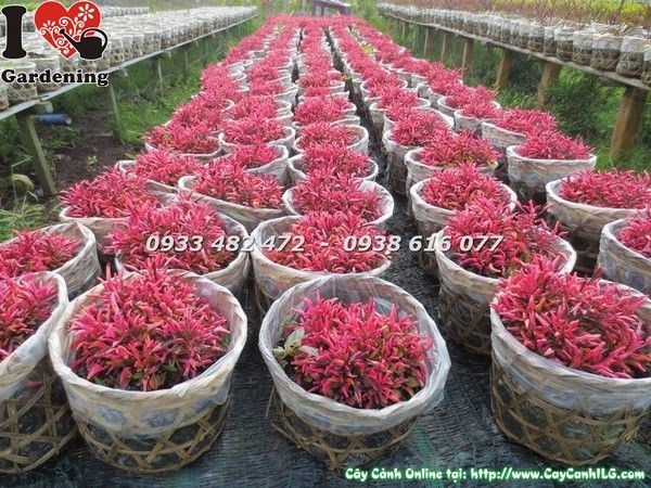 Cây dền đỏ cao 8cm hình ảnh thực tế tại vườn ILG