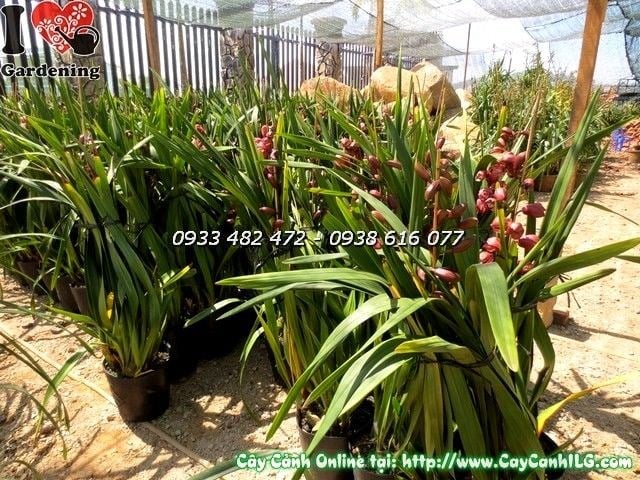 Cây địa lan Tết màu hồng Ms 19817 - vườn ILG