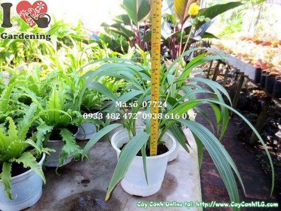 Cây địa lan vàng giống mới - trồng chậu trang trí hành lang, sân vườn