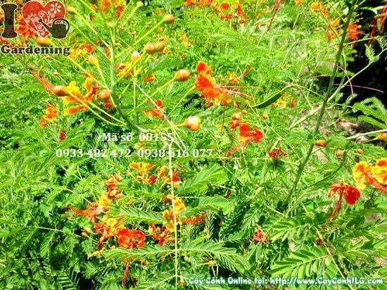 Cây điệp cúng cao 1,1m nở hoa rực rỡ ngoài trời