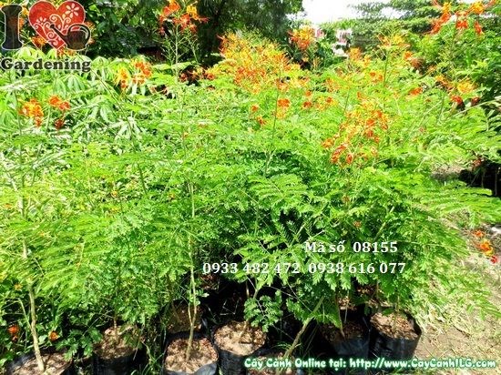 Cây điệp cúng - cây kim phượng hoa đỏ đẹp mắt