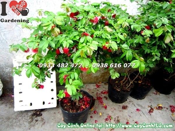 Cây Diệp Lào cao 77cm – cây cảnh nhiệt đới sang trọng