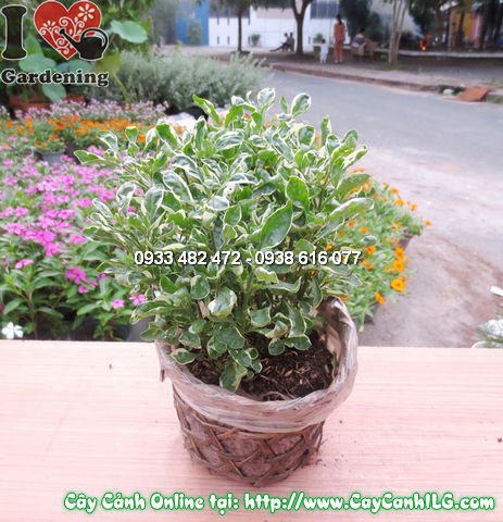 Cây diệu bò vằn cao 15cm lá xanh viền vàng trang trí sân vườn