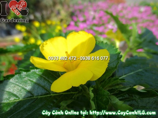 Cây Đông Hầu Vàng cao 20cm – cây thảo bụi hoa vàng rực rỡ