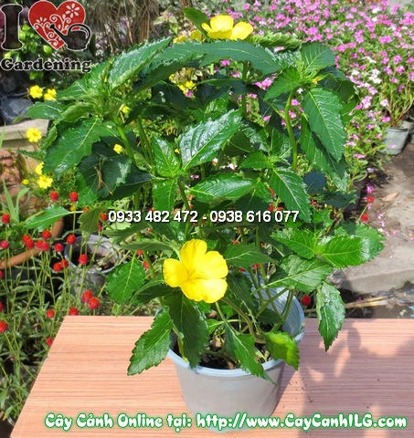 Cây Đông Hầu Vàng 20cm hoa vàng tươi – vườn ILG