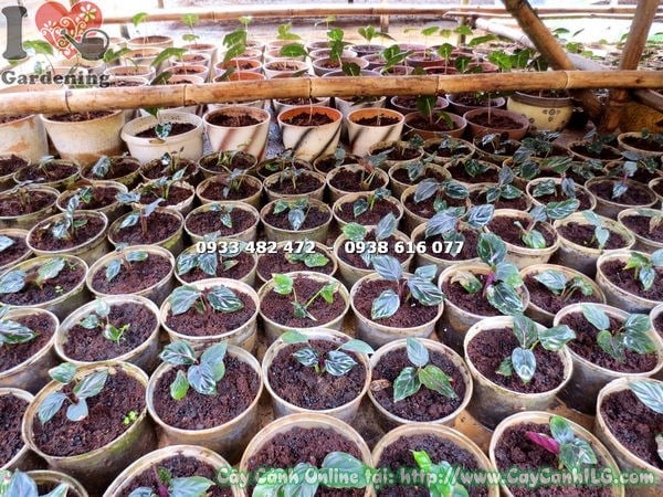 Cây dong vằn giống – lá xanh tươi mát, dáng bụi đẹp