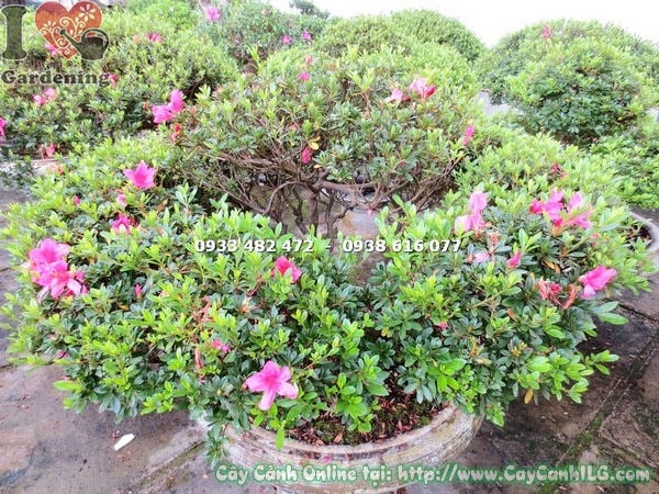 Hoa đỗ quyên bonsai 70cm nhiều màu sắc rực rỡ