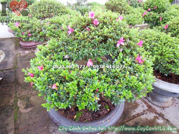 Cây đỗ quyên bonsai 75cm ms 12933 phong thủy trang trí sân vườn