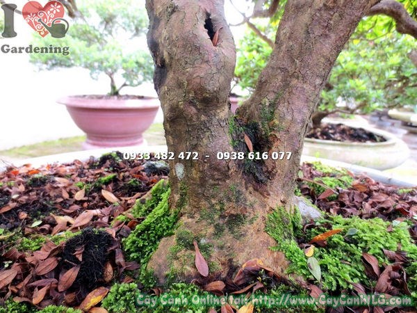 Cây đỗ quyên bonsai gốc đẹp cao 70cm Ms 13038 - ILG