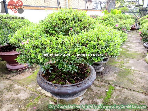Ý nghĩa phong thủy cây đỗ quyên bonsai gốc đẹp 70cm