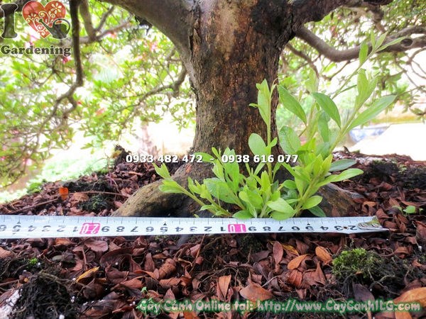 Cây đỗ quyên bonsai cao 90cm gốc lớn hoa đẹp tán rộng