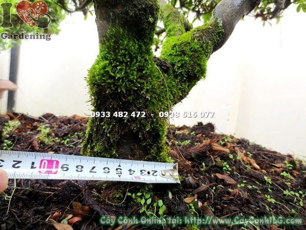 Hoa đỗ quyên bonsai hồng cánh kép cao 60cm nhìn gần