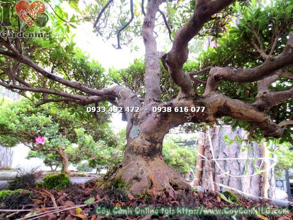 Cây đỗ quyên bonsai hoa hồng đậm cao 60cm Ms 13082 - ILG