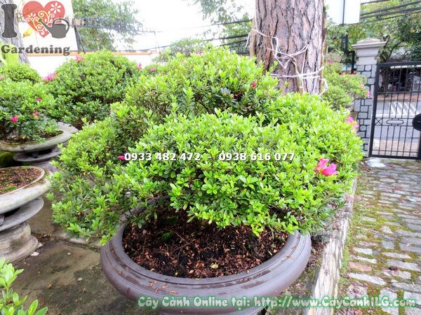 Chi tiết hoa đỗ quyên hồng đậm nở rộ trên cây bonsai 60cm