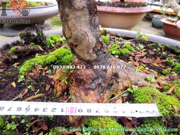 Hoa hồng đậm rực rỡ của cây đỗ quyên bonsai cao 75cm Ms 13017
