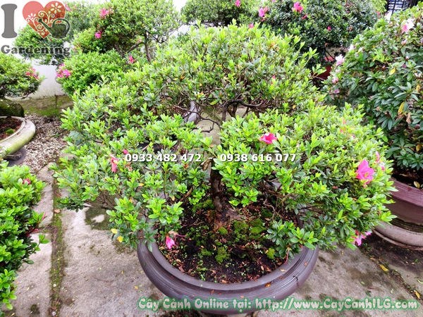 Chi tiết hoa và lá cây đỗ quyên bonsai hoa hồng đậm cao 75cm