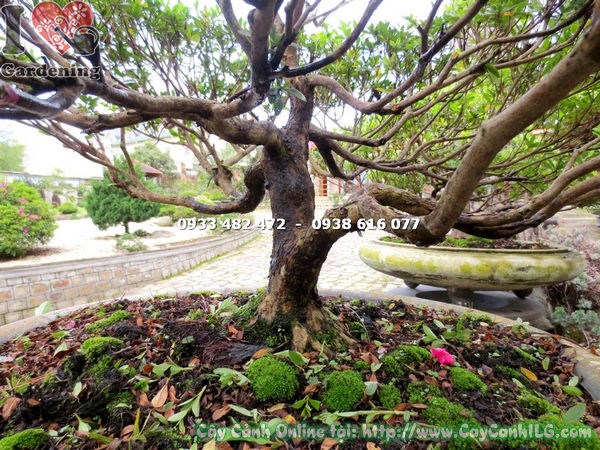 Hoa đỗ quyên bonsai màu hồng đỏ nở rực rỡ trên cây 65cm