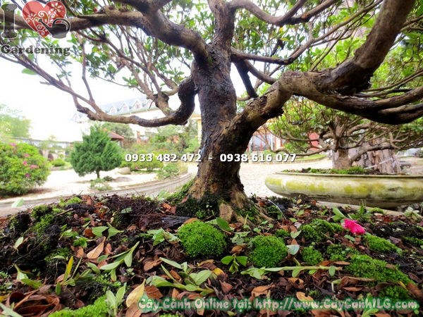 Cây đỗ quyên bonsai hoa hồng đỏ 65cm nhìn toàn cây