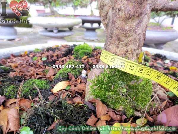 Cây đỗ quyên bonsai hoa hồng phấn cao 60cm Ms 13114 – ILG