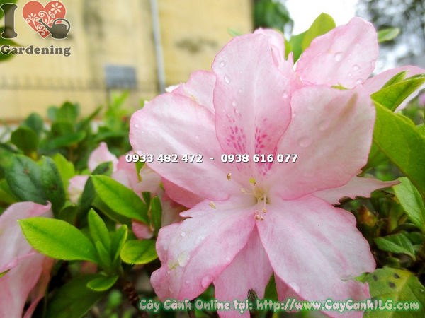 Cây đỗ quyên bonsai hoa hồng phấn cao 60cm dáng đẹp