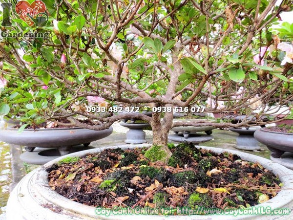 Đỗ quyên bonsai hoa hồng phấn 60cm trưng bày không gian