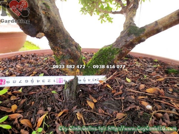 Vận chuyển cây đỗ quyên bonsai tán đẹp 70cm toàn quốc ILG