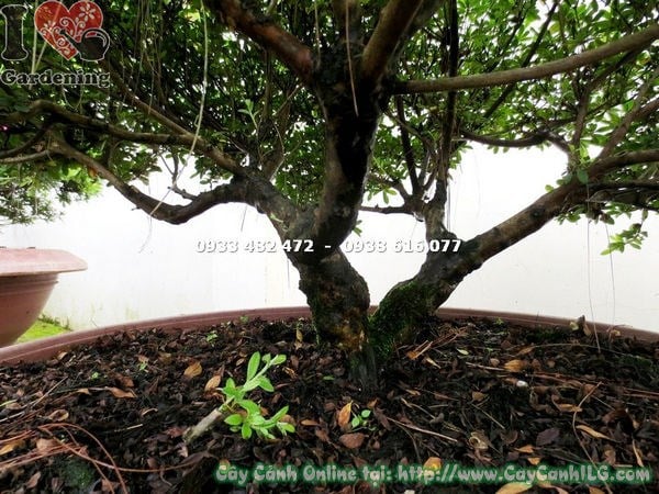 Cây đỗ quyên bonsai tán đẹp cao 70cm ILG vườn ươm uy tín TP HCM
