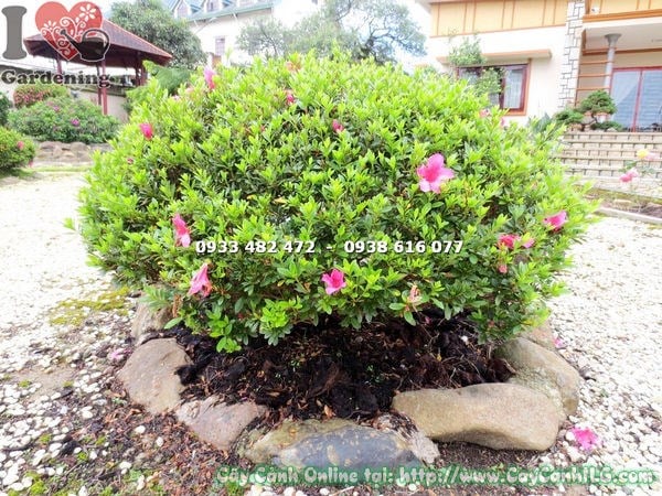 chi tiết hoa và tán cây đỗ quyên bonsai tán rộng 80cm - ILG