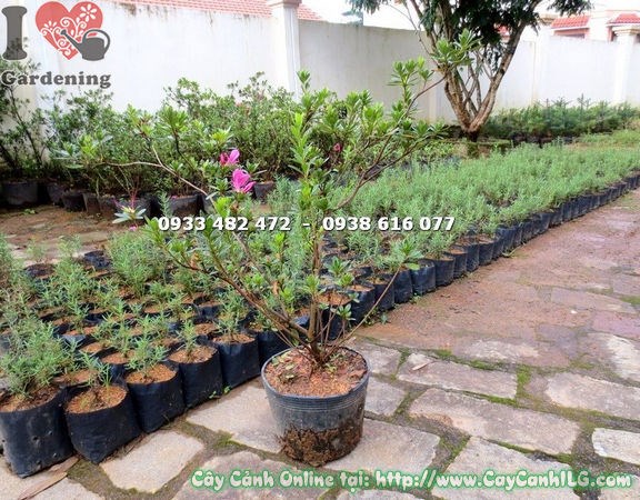 Đặc điểm lá và hoa cây đỗ quyên cao 60cm