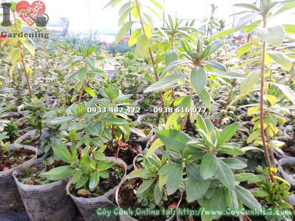 Cây đỗ quyên giống 20cm – toàn cảnh cây con đặt trong chậu ươm