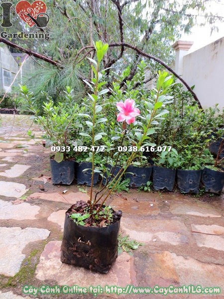 Hoa đỗ quyên giống cao 40cm đẹp tươi Ms 14688