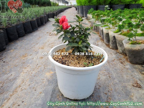 Hoa đỗ quyên đỏ nở rực rỡ – chăm sóc đúng cách tại ILG