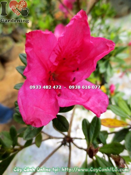 Hoa đỗ quyên đỏ hồng bụi nở rực rỡ cao 75cm
