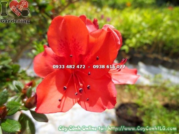 Cây đỗ quyên hoa đỏ hồng bụi tán đầy đặn 75cm