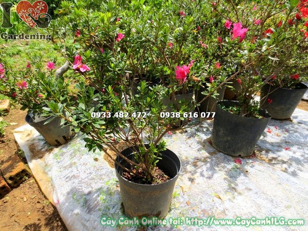 Cây đỗ quyên hoa đỏ hồng bụi 75cm trồng cảnh quan lối đi