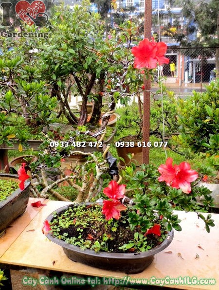 Cây Đỗ Quyên Hoa Đỏ Mini Bonsai 35cm dáng thế đẹp cận cảnh