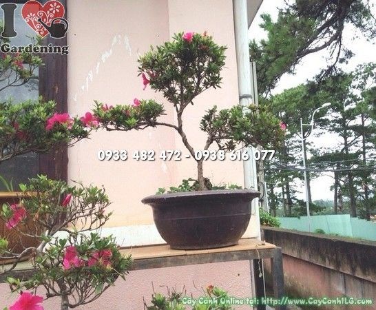 Cây Đỗ Quyên Mini Bonsai Ms 22173 - dáng bonsai tinh tế, hoa đẹp