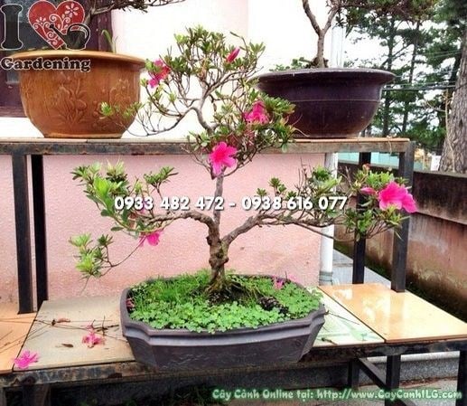 Đặc điểm cây Đỗ Quyên Mini Bonsai tại ILG