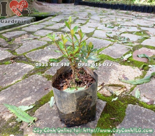 Cây đỗ quyên Phú Quốc cao 20cm – cây giống trẻ khỏe tại vườn ILG