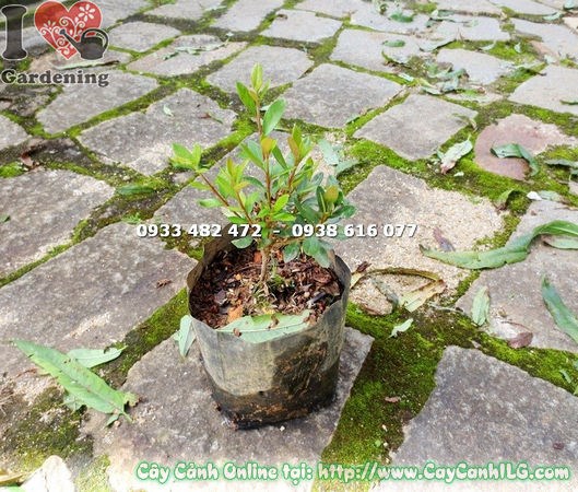 Hoa đỗ quyên Phú Quốc nở rộ – màu sắc rực rỡ đặc trưng