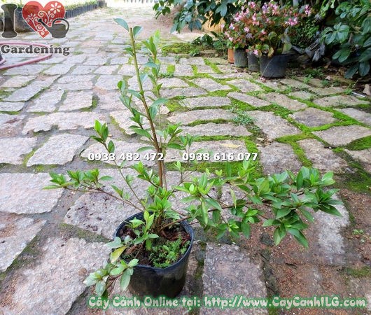 Hoa đỗ quyên Phú Quốc nở rộ sau khi áp dụng kỹ thuật kích hoa