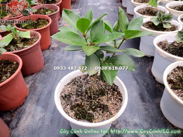 Chăm sóc cây đỗ quyên úc giống - lá bầu dục thon đặc trưng