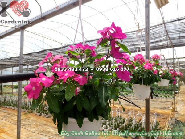 Cây dừa cạn treo 30cm hoa 5 cánh hồng tím đẹp